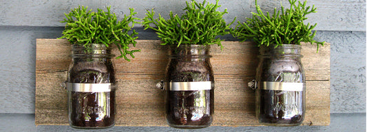 Container Plants with Personality