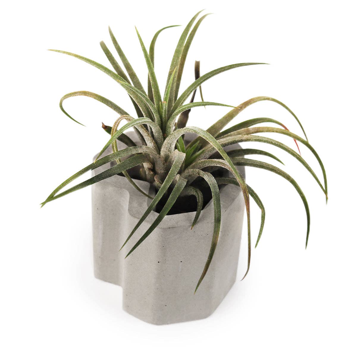 Heart-shaped Cement Mini Pot for Succulent & Air Plant Decor