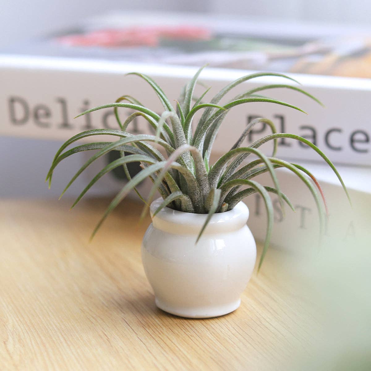 Round White Glazed Ceramic Mini Pot, Air Plant Holder