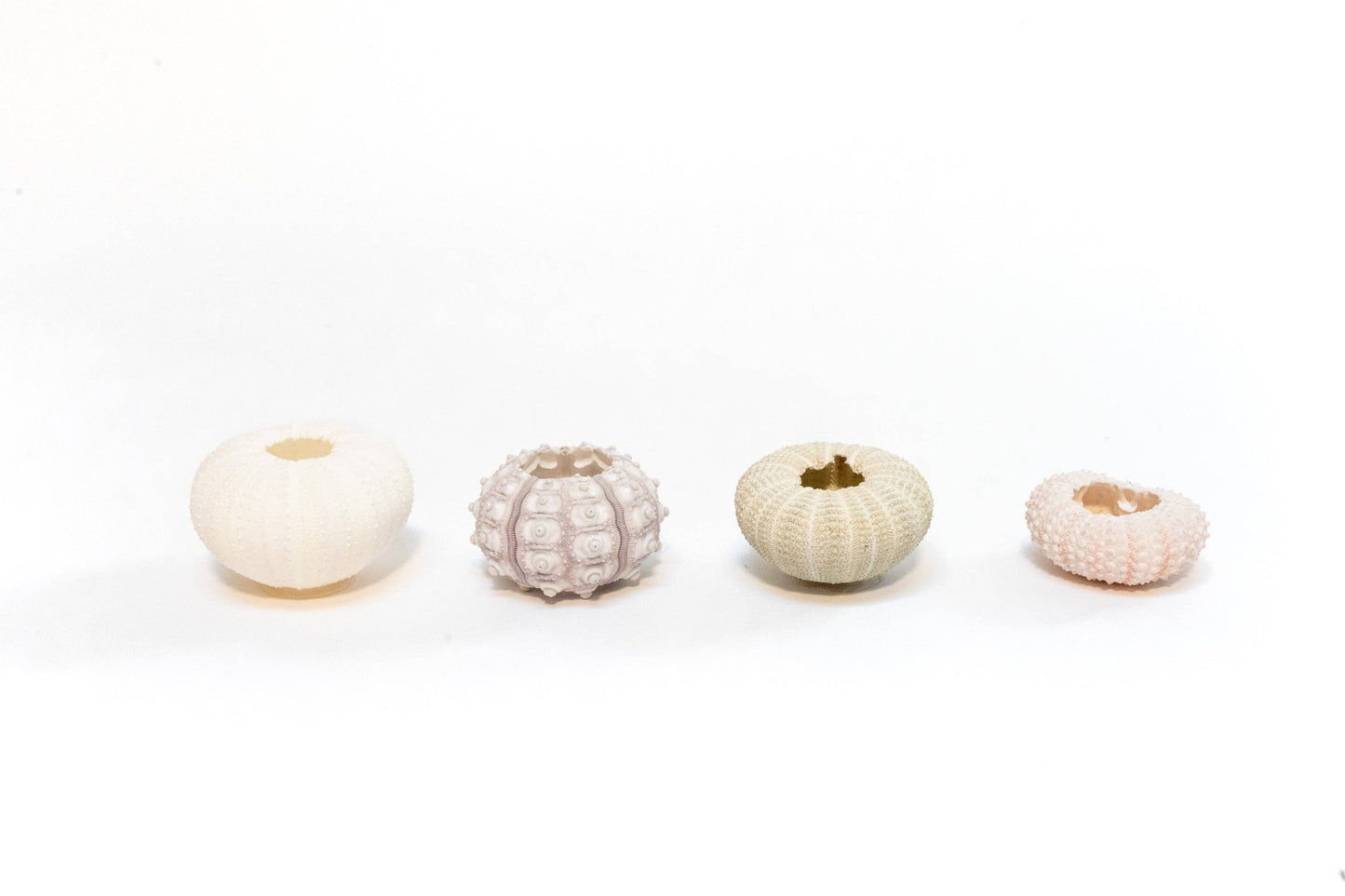 Pink Urchin Shells with Tillandsia Ionantha Air Plants