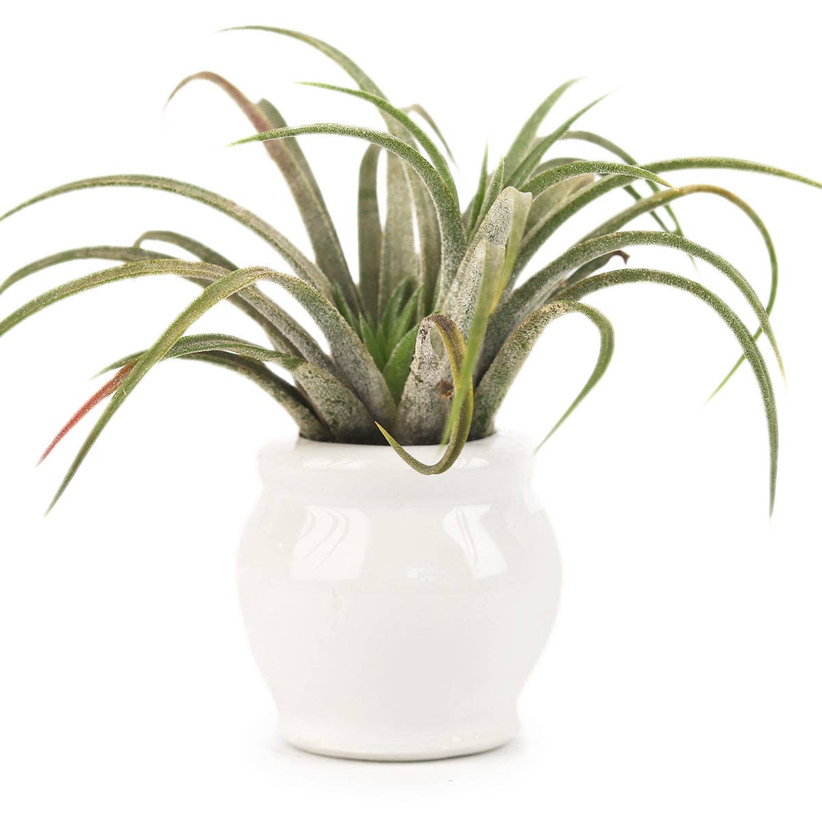Round White Glazed Ceramic Mini Pot, Air Plant Holder
