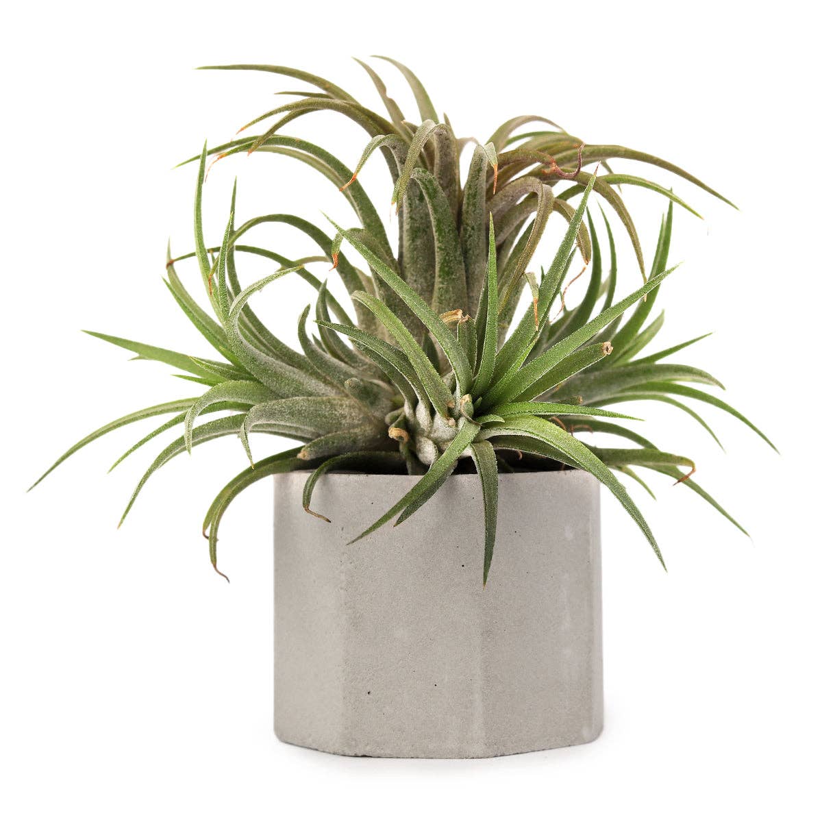 Octagon Cement Mini Plant Pot, Candle Holder