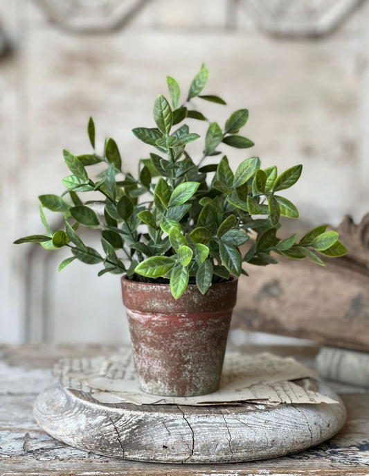 Potted Fair Morning Herb