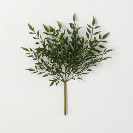 Ruscus Bush