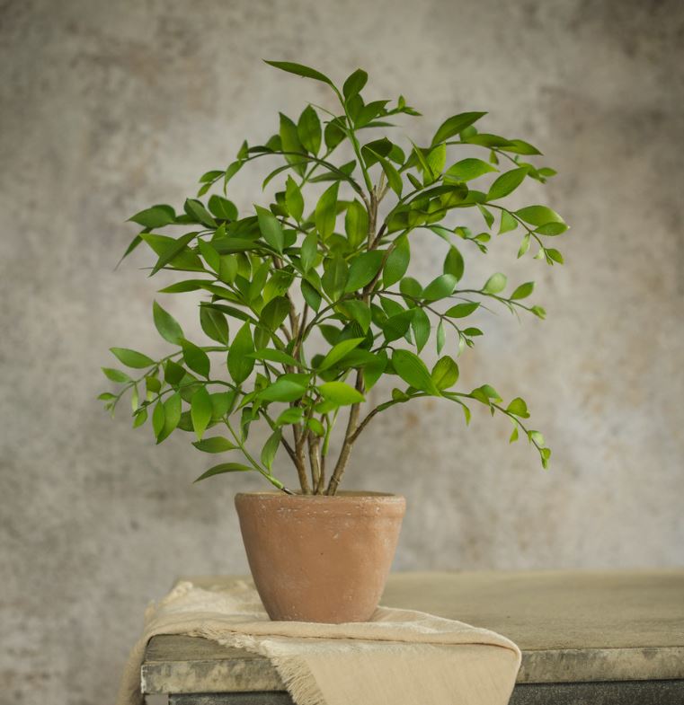 16" Potted Smilax Plant