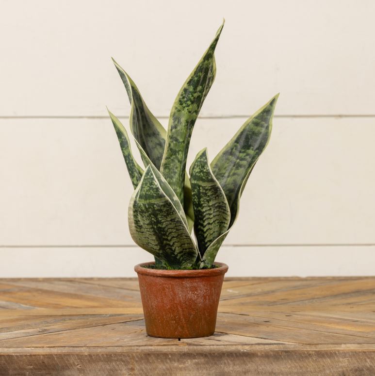 14" Potted Snake Plant