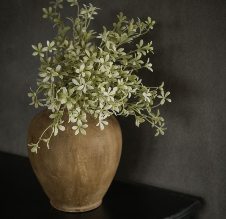 White Oncidium Bush