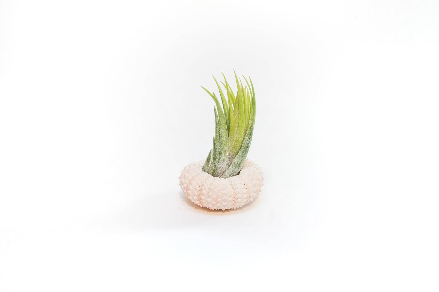 Pink Urchin Shells with Tillandsia Ionantha Air Plants