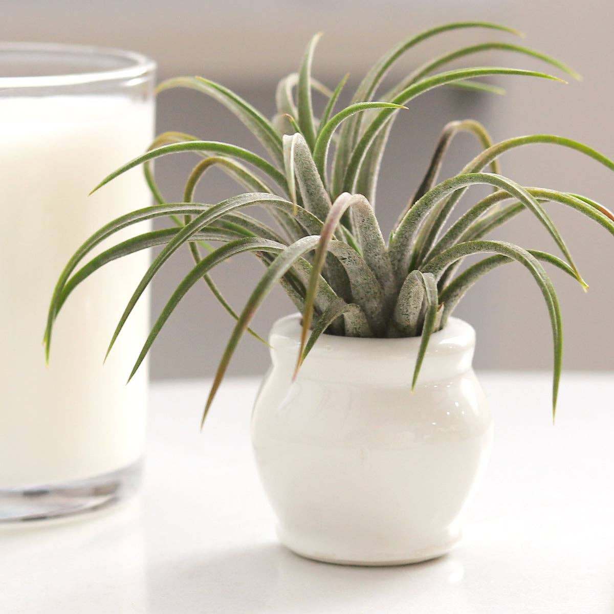 Round White Glazed Ceramic Mini Pot, Air Plant Holder