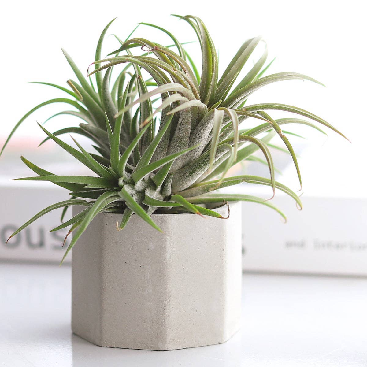 extra small plant pots Octagon Cement Mini Air Plant Holder