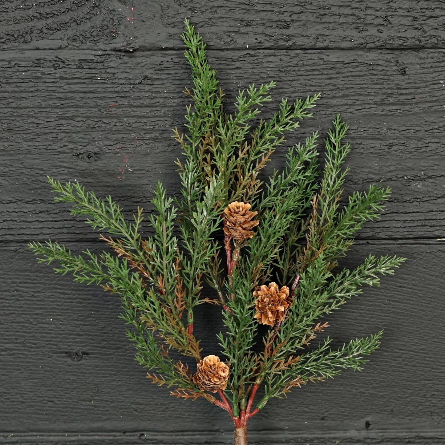 Dark Green Cypress Pine with Pinecones
