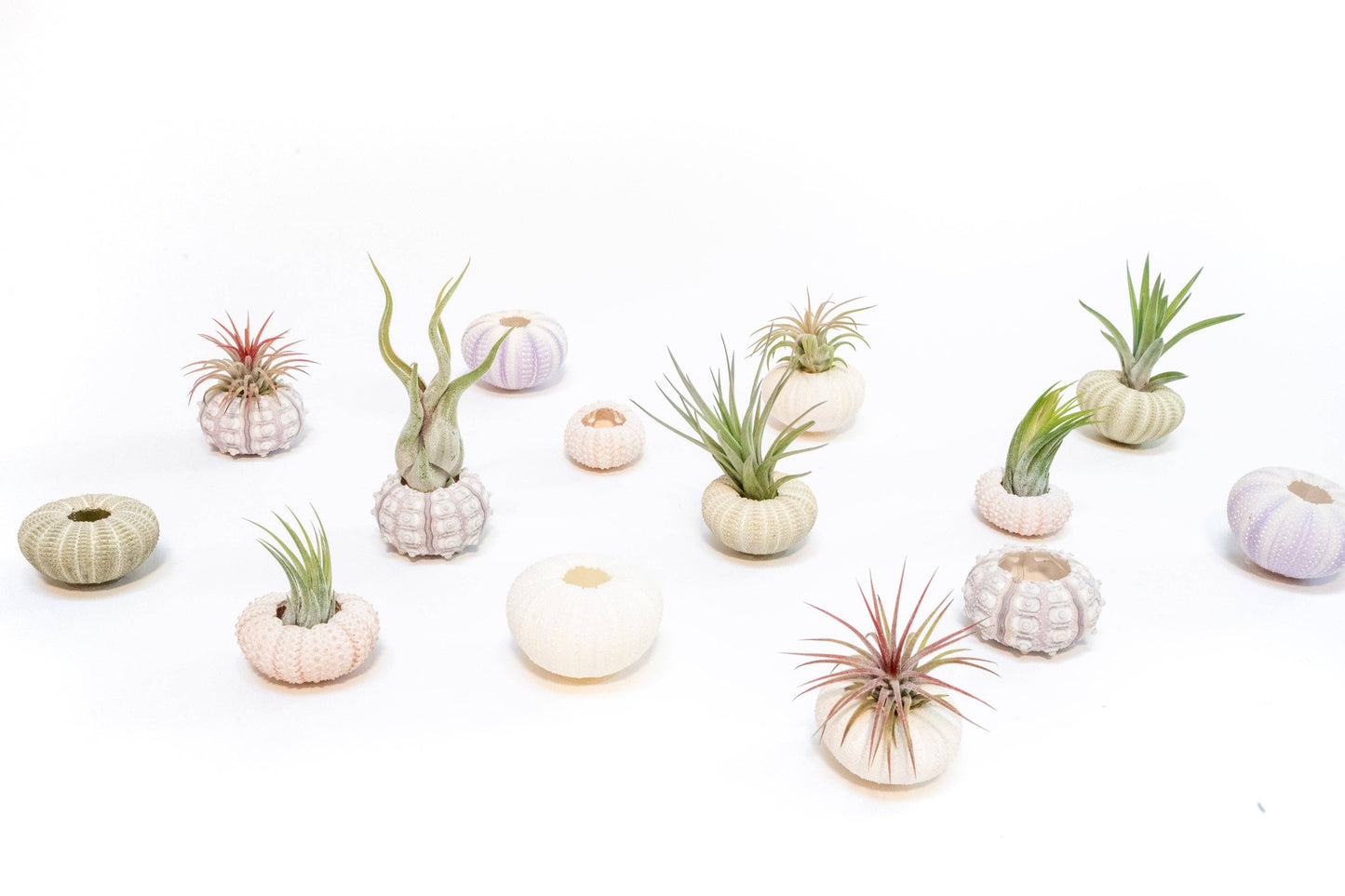 Pink Urchin Shells with Tillandsia Ionantha Air Plants