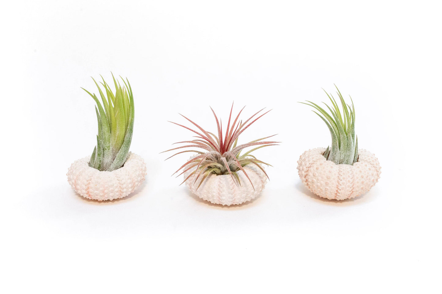Pink Urchin Shells with Tillandsia Ionantha Air Plants