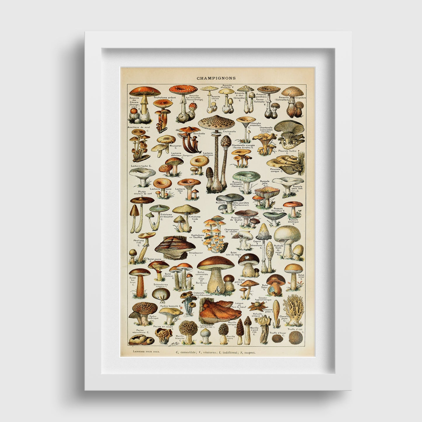 Adolphe Millot Champignons Mushrooms Vintage Print