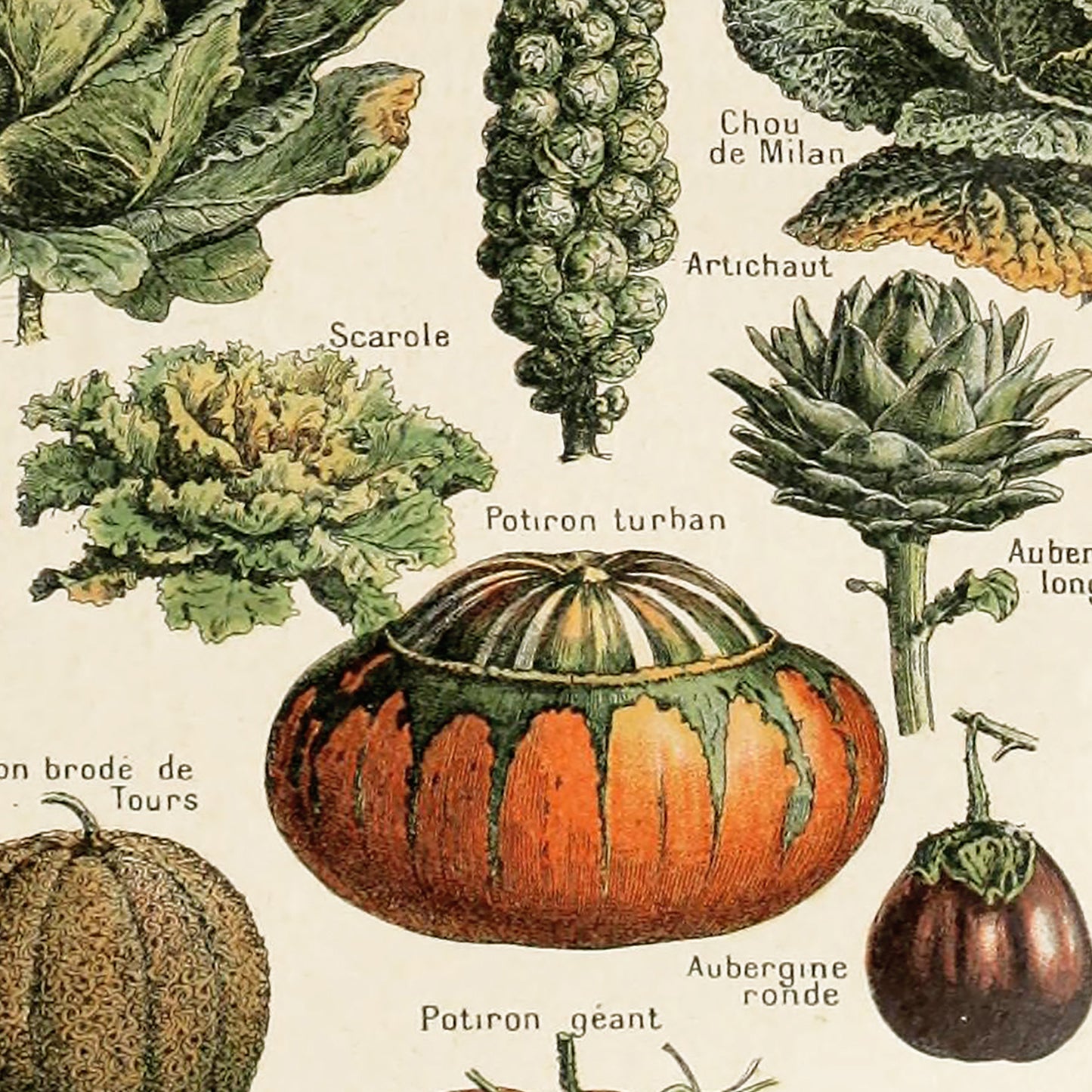 Adolphe Millot Legumes Vegetables Vintage Print