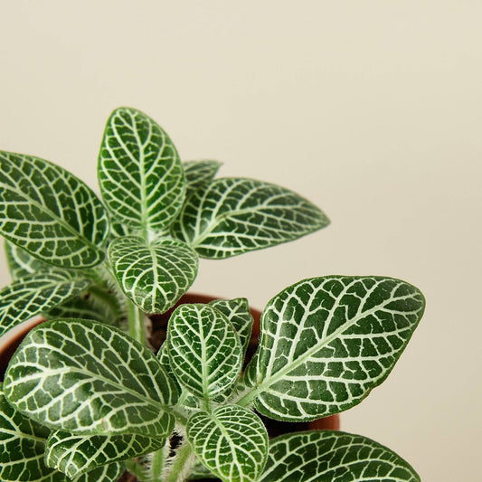White Nerve Plant, 3-Inch