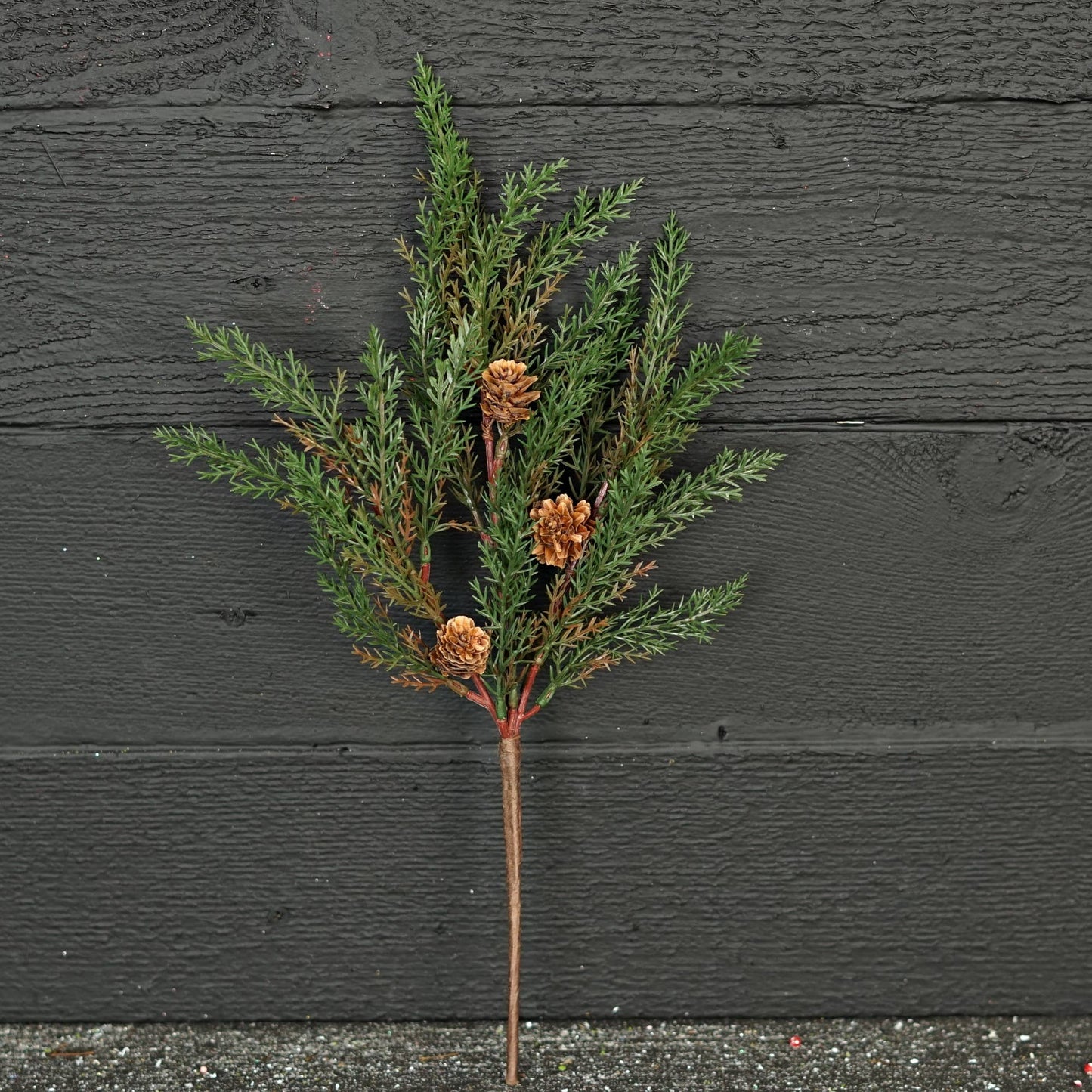 Dark Green Cypress Pine with Pinecones