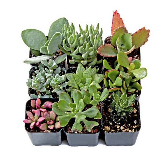 Soft Succulent Sampler Set of 9 - 2in Pots