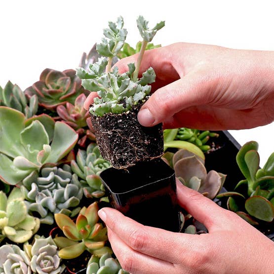 Soft Succulent Sampler Set of 9 - 2in Pots