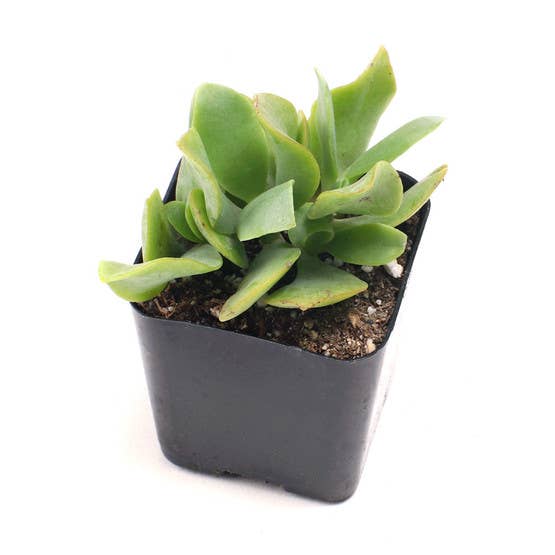 Jade Set of 4 - Live Succulents - 2in Pots