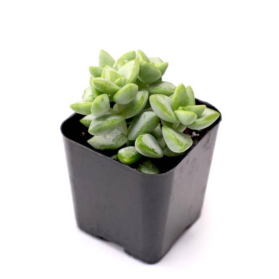 Soft Succulent Sampler Set of 9 - 2in Pots