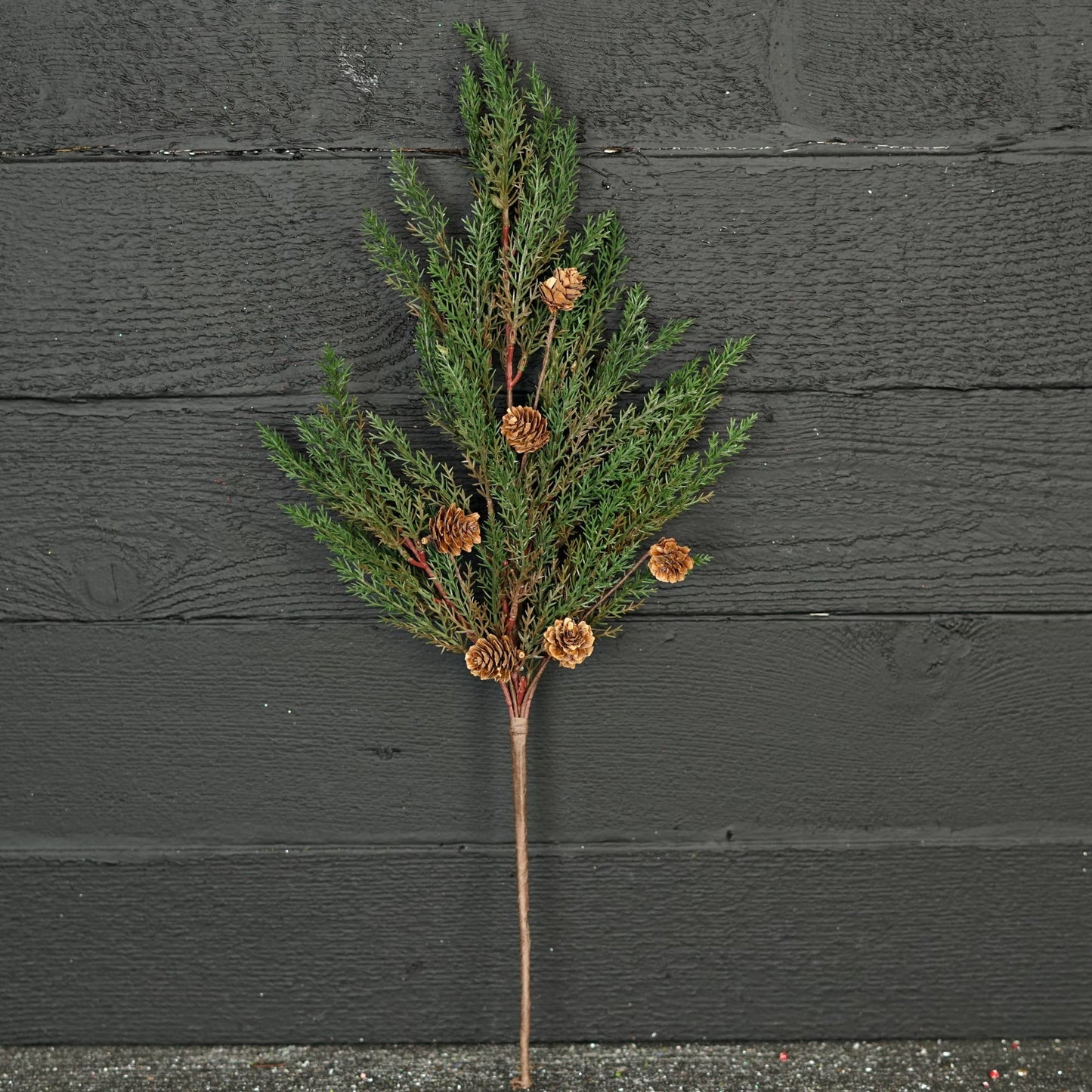 Dark Green Cypress Pine with Pinecones