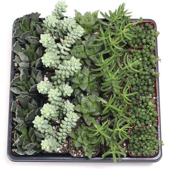 Indoor Tray - 25 Bulk Succulents - 5 Types - 2in Pots