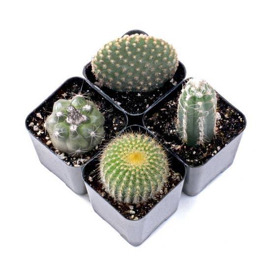 Cactus Set of 4 - Live Cacti - 2in Pots