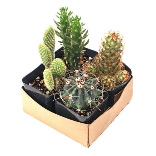 Cactus Set of 4 - Live Cacti - 2in Pots