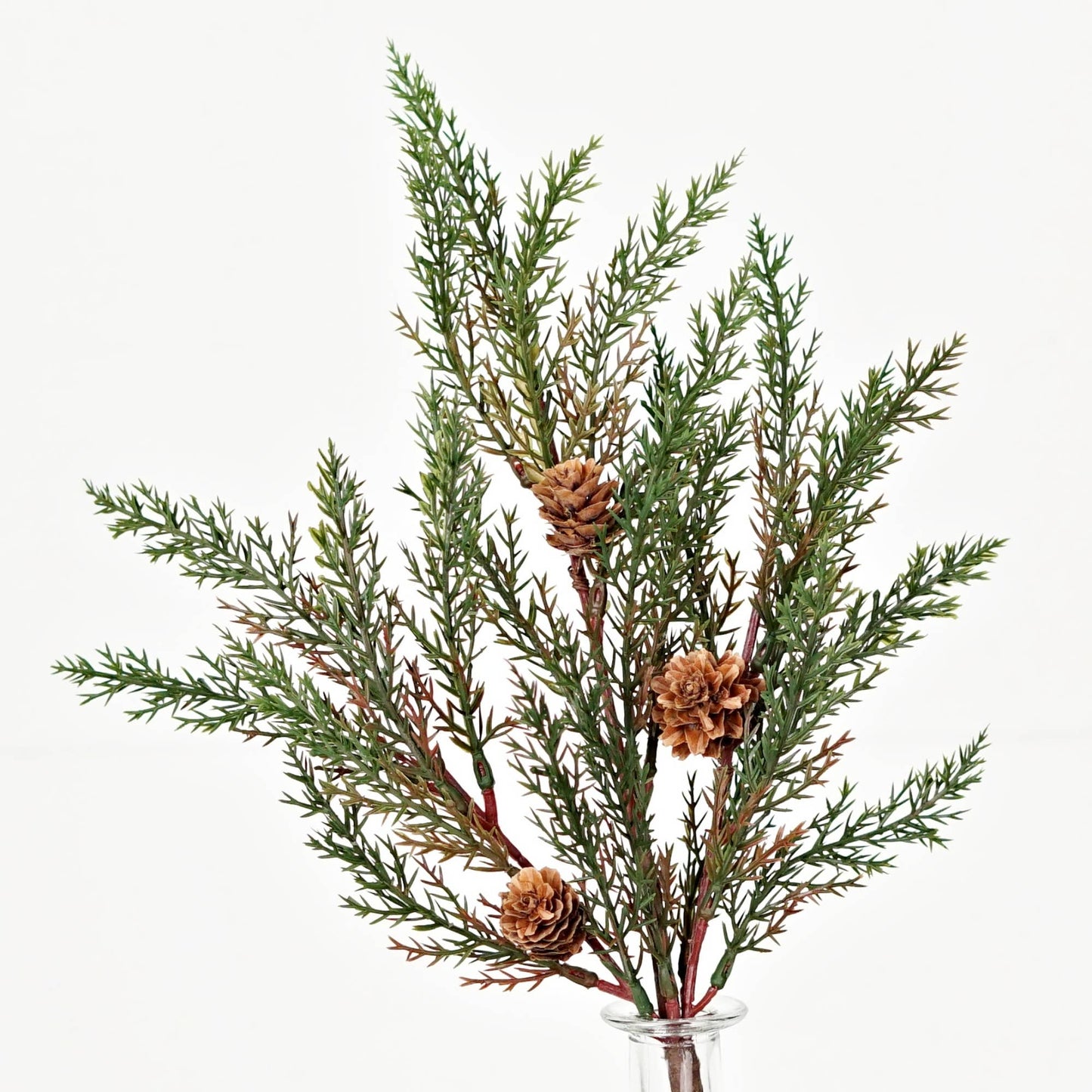 Dark Green Cypress Pine with Pinecones