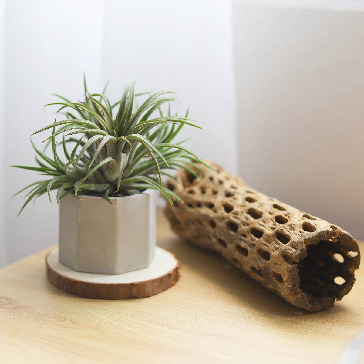 extra small plant pots Octagon Cement Mini Air Plant Holder