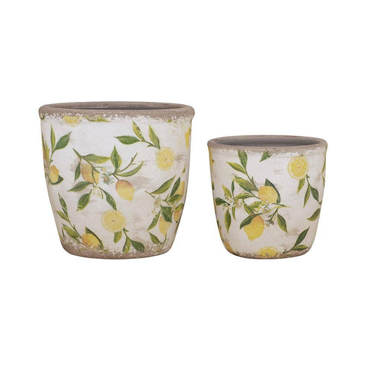 Citrus Grove Planter