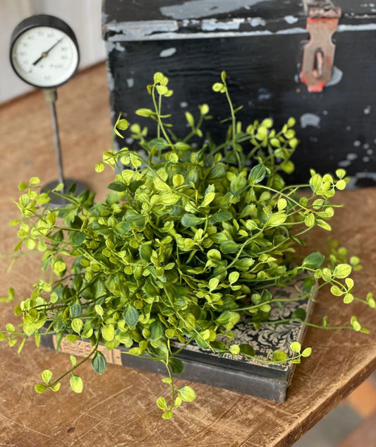 Bog Pimpernel Half Sphere 12"