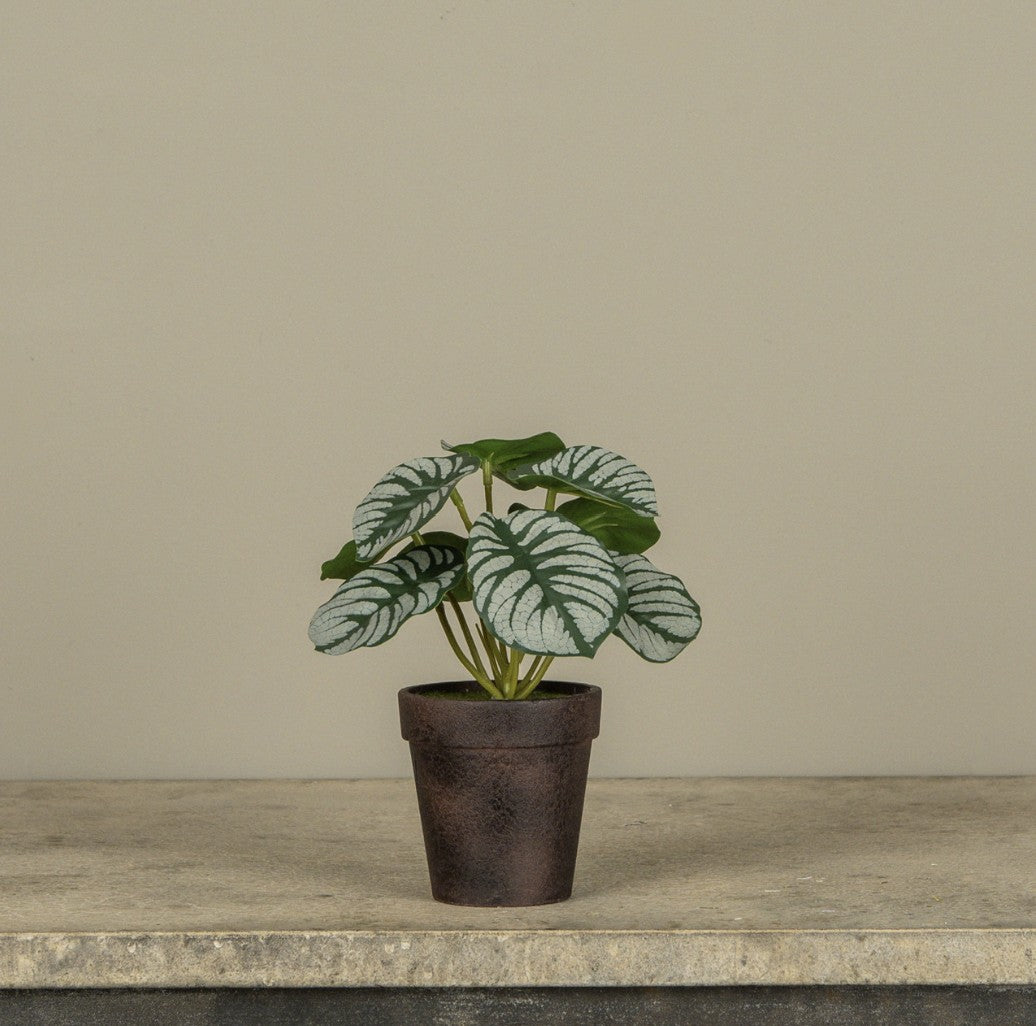 Potted Calathea Plant
