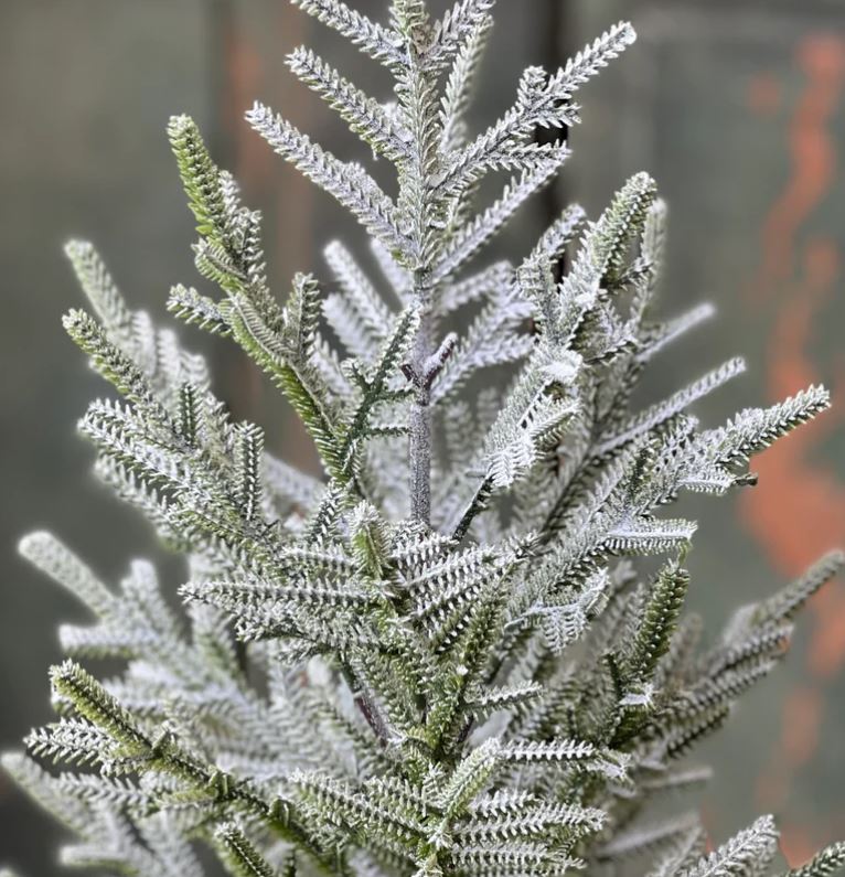 Frostbite Pine Tree in Burlap