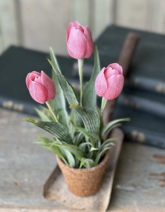 Potted Tulip - Pink