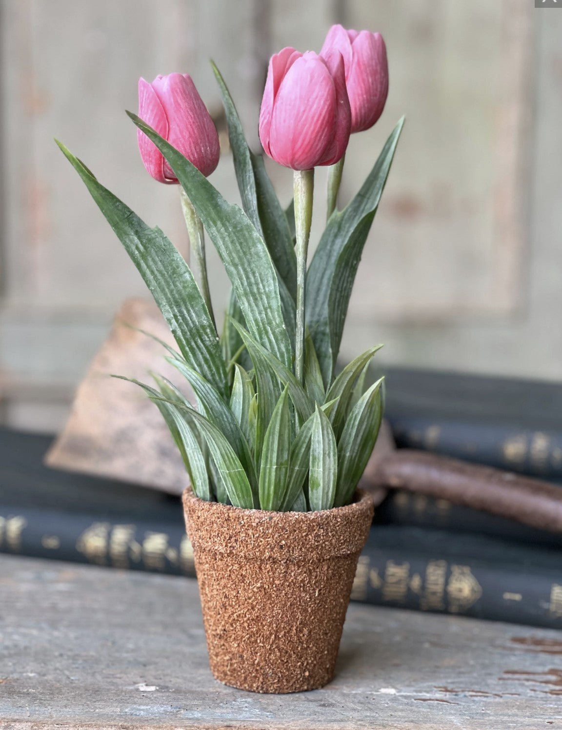 Potted Tulip - Pink