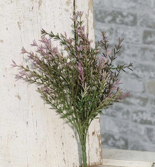 Lavender Asparagus Bush