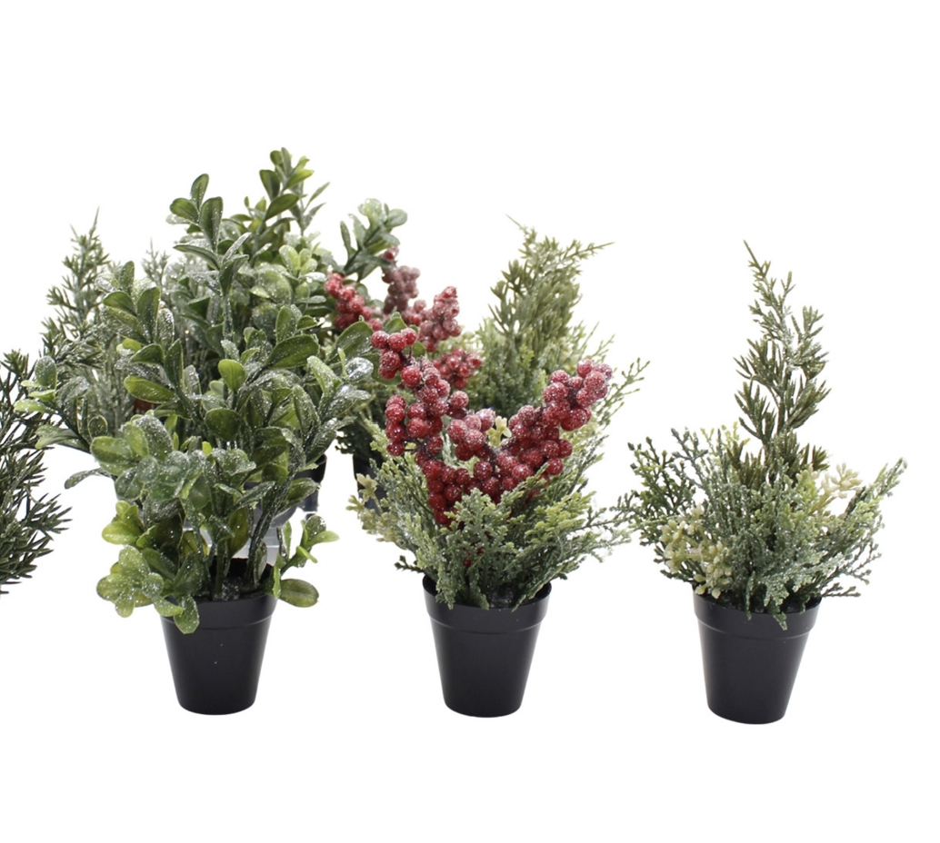 Winter Mini Plants