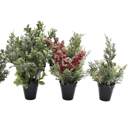 Winter Mini Plants