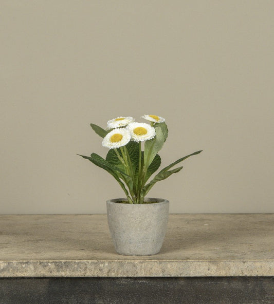 Potted Daisy