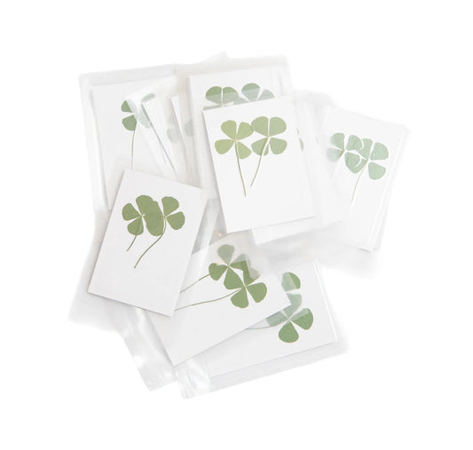 Pressed Four Leaf Clovers