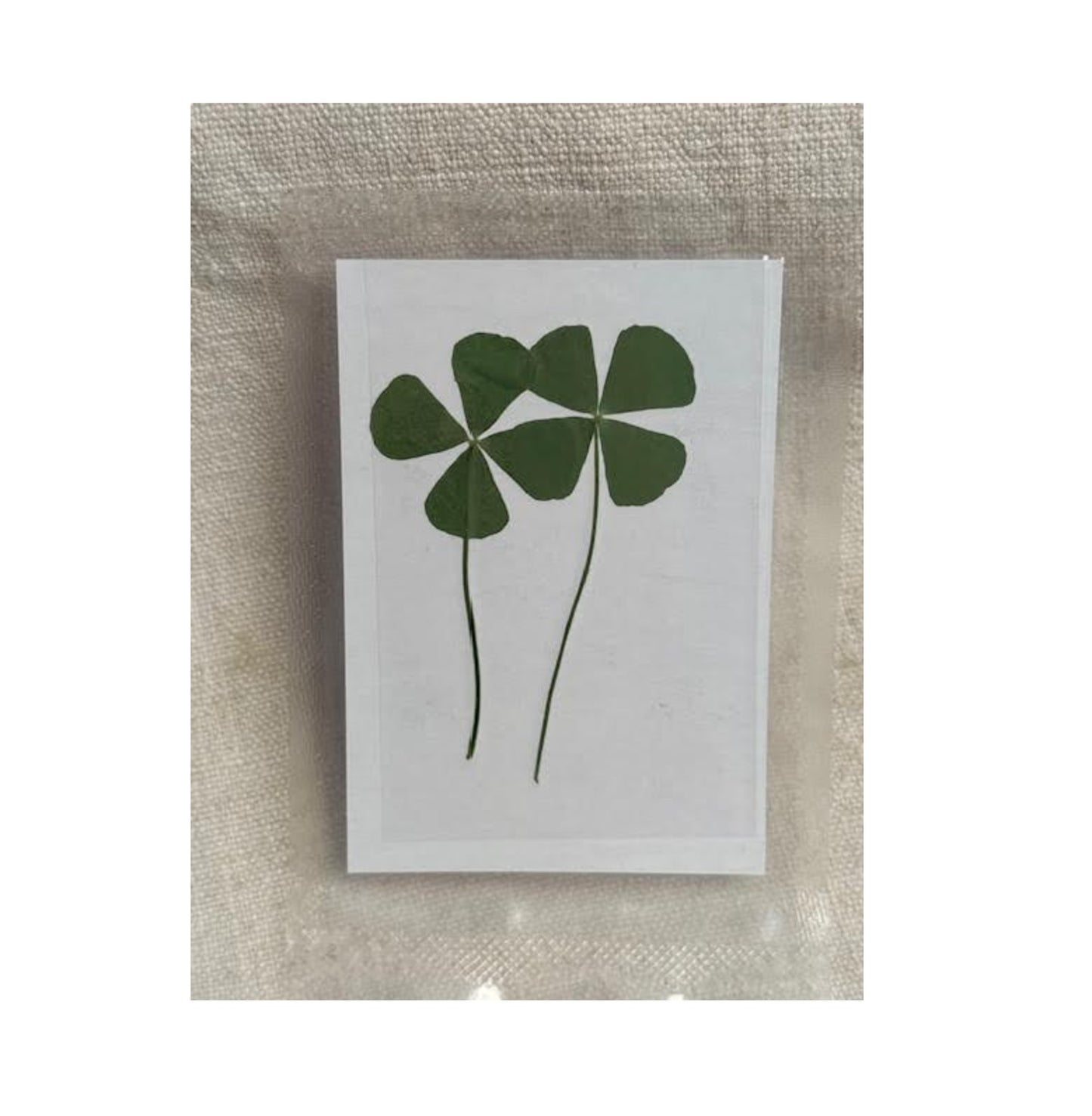 Pressed Four Leaf Clovers