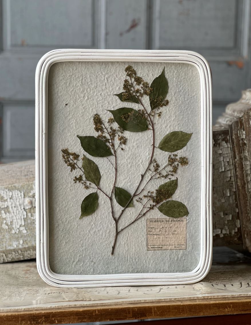 Sanctuary's Path Botanicals Pressed Plant Wall Decor