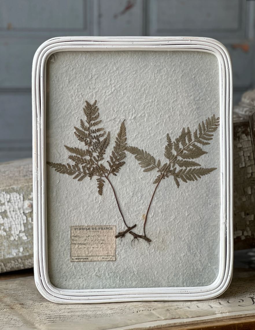 Sanctuary's Path Botanicals Pressed Herb Wall Decor