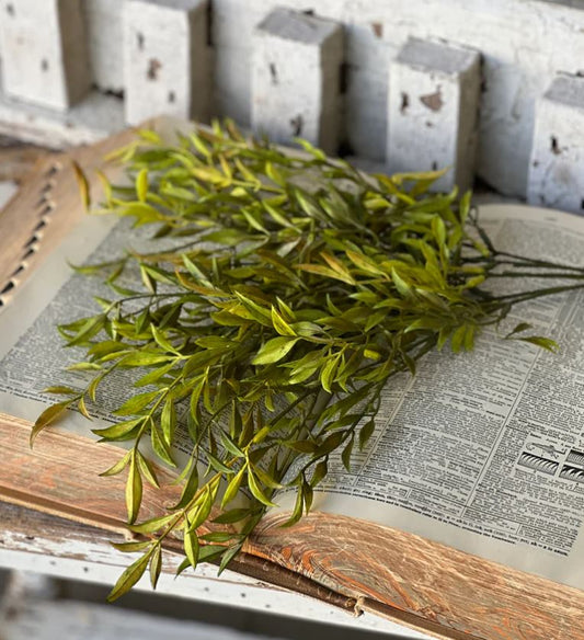 Smilax Bush