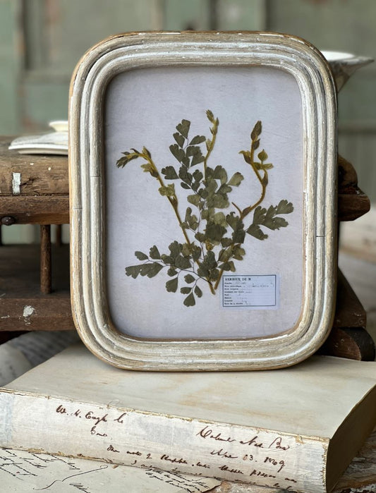 Wakefield Botanicals Pressed Fern Wall Decor