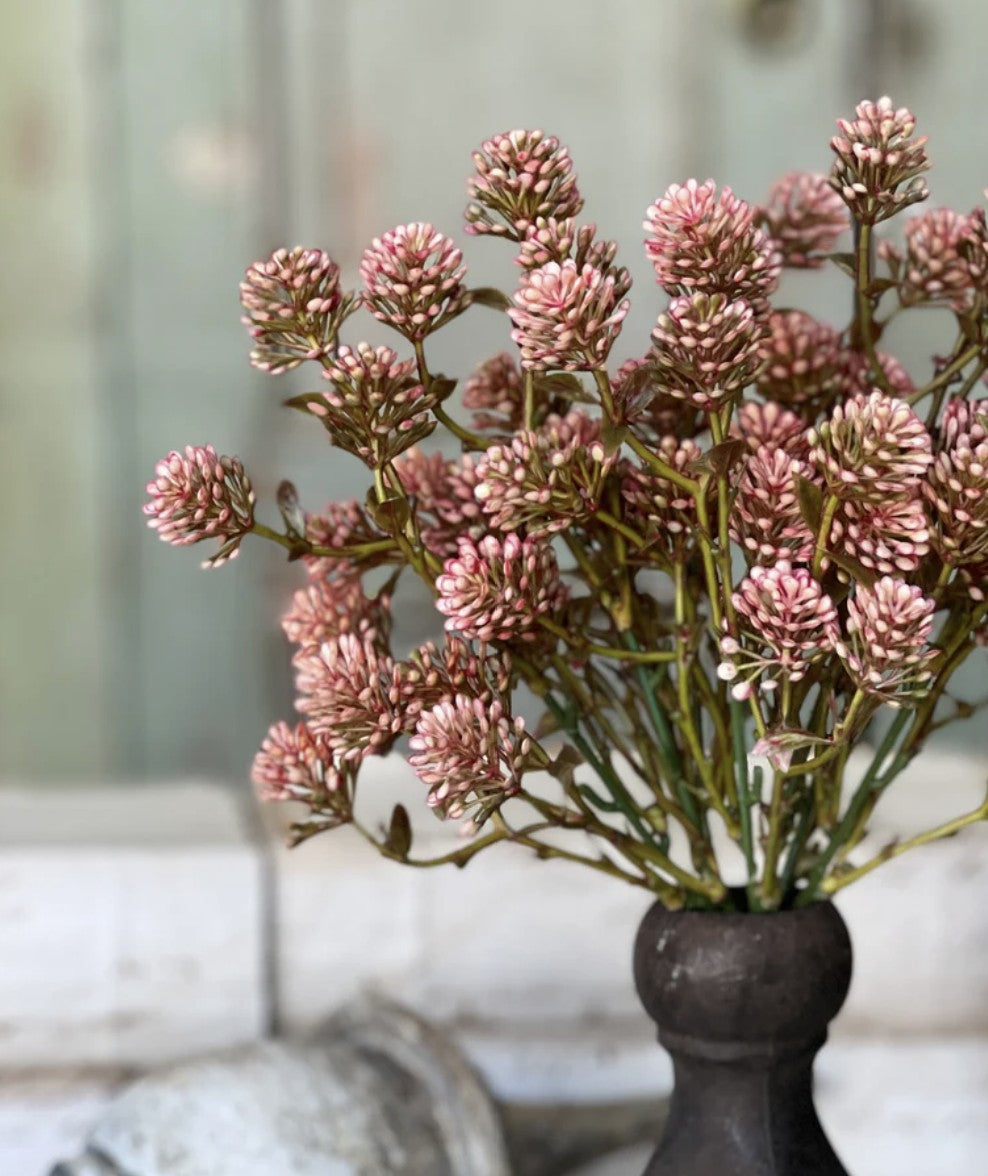 Wil-O-Wisp Bush - Pink