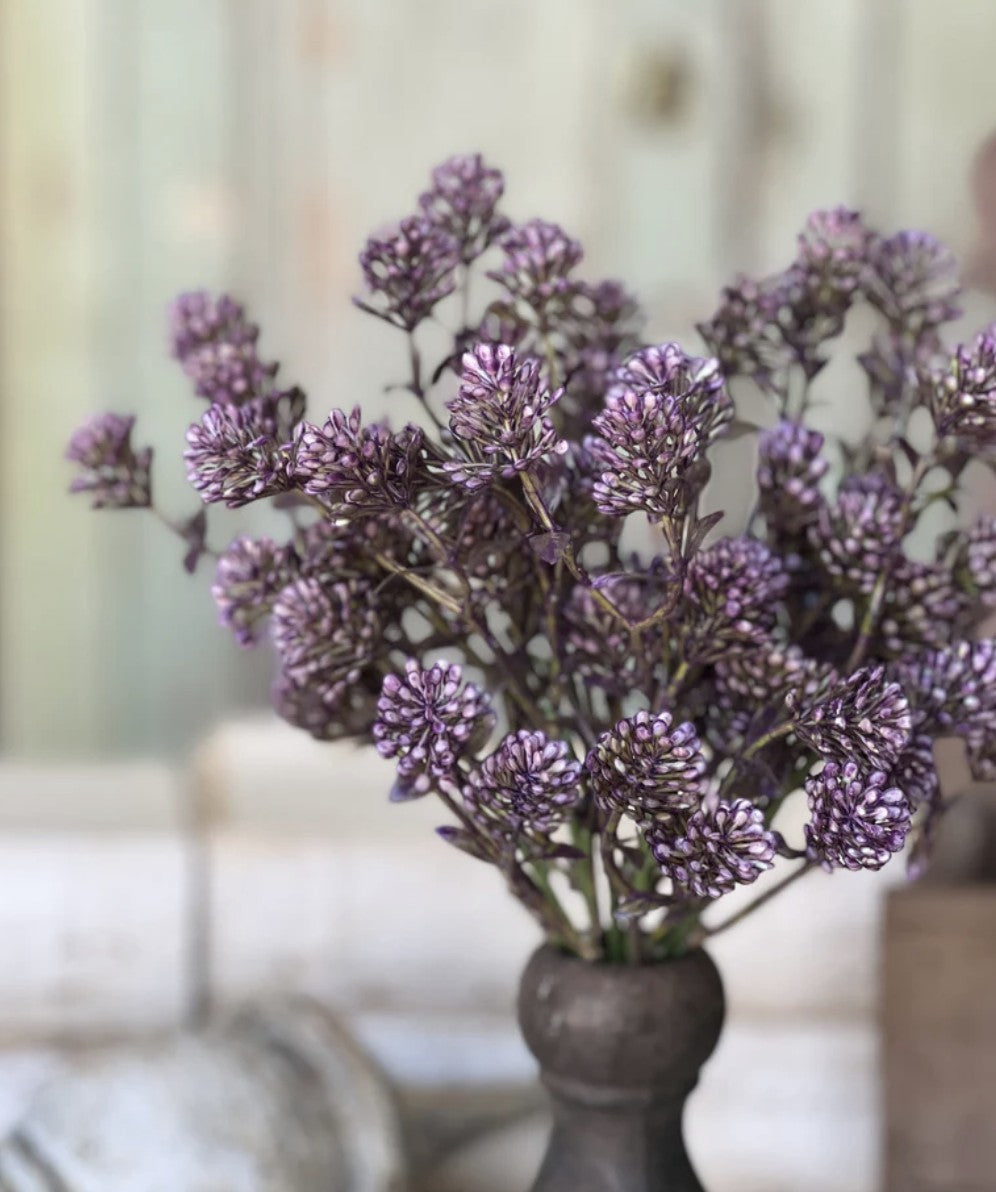 Wil-O-Wisp Bush - Purple