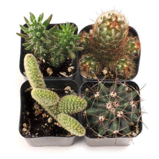 Cactus Set of 4 - Live Cacti - 2in Pots